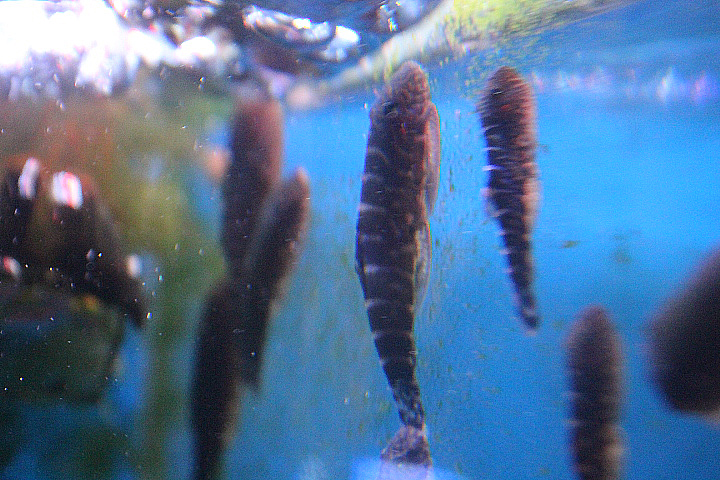 Striped hillstream loach (Gastromyzon cf. zebrinus)
