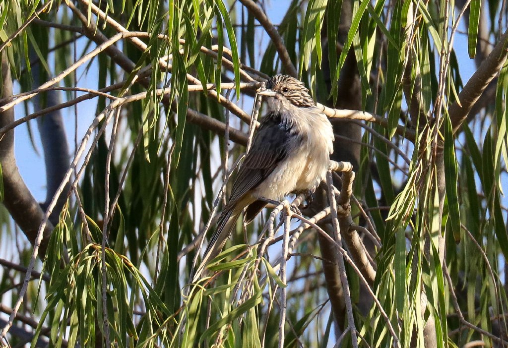Striped Honeyeater