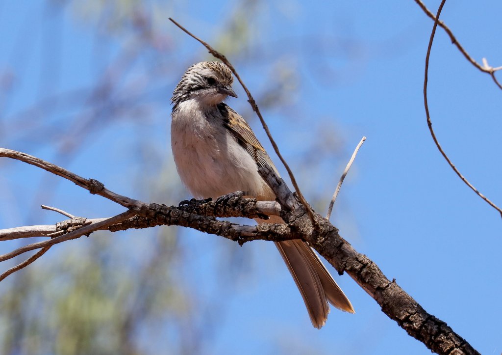 Striped Honeyeater