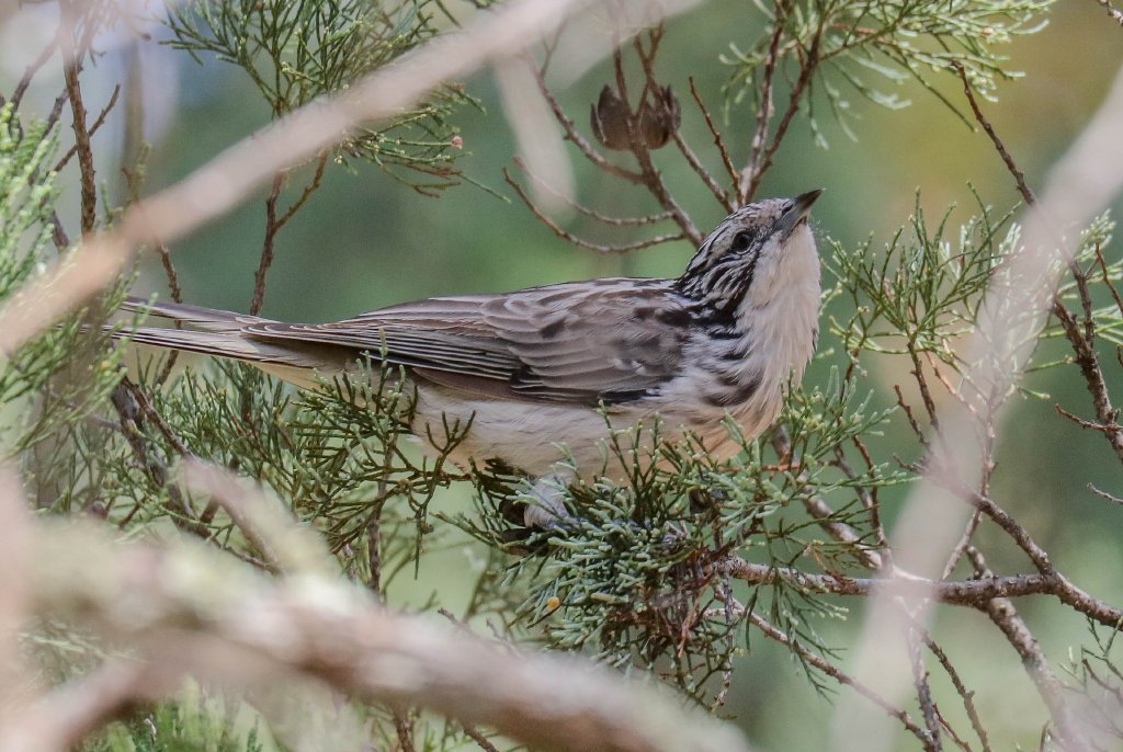 Striped Honeyeater
