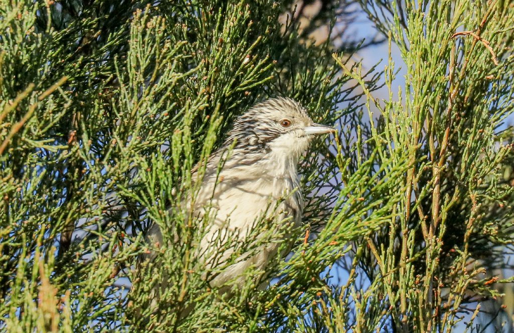 Striped Honeyeater