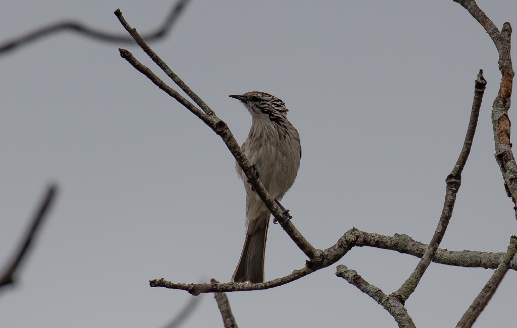 Striped Honeyeater