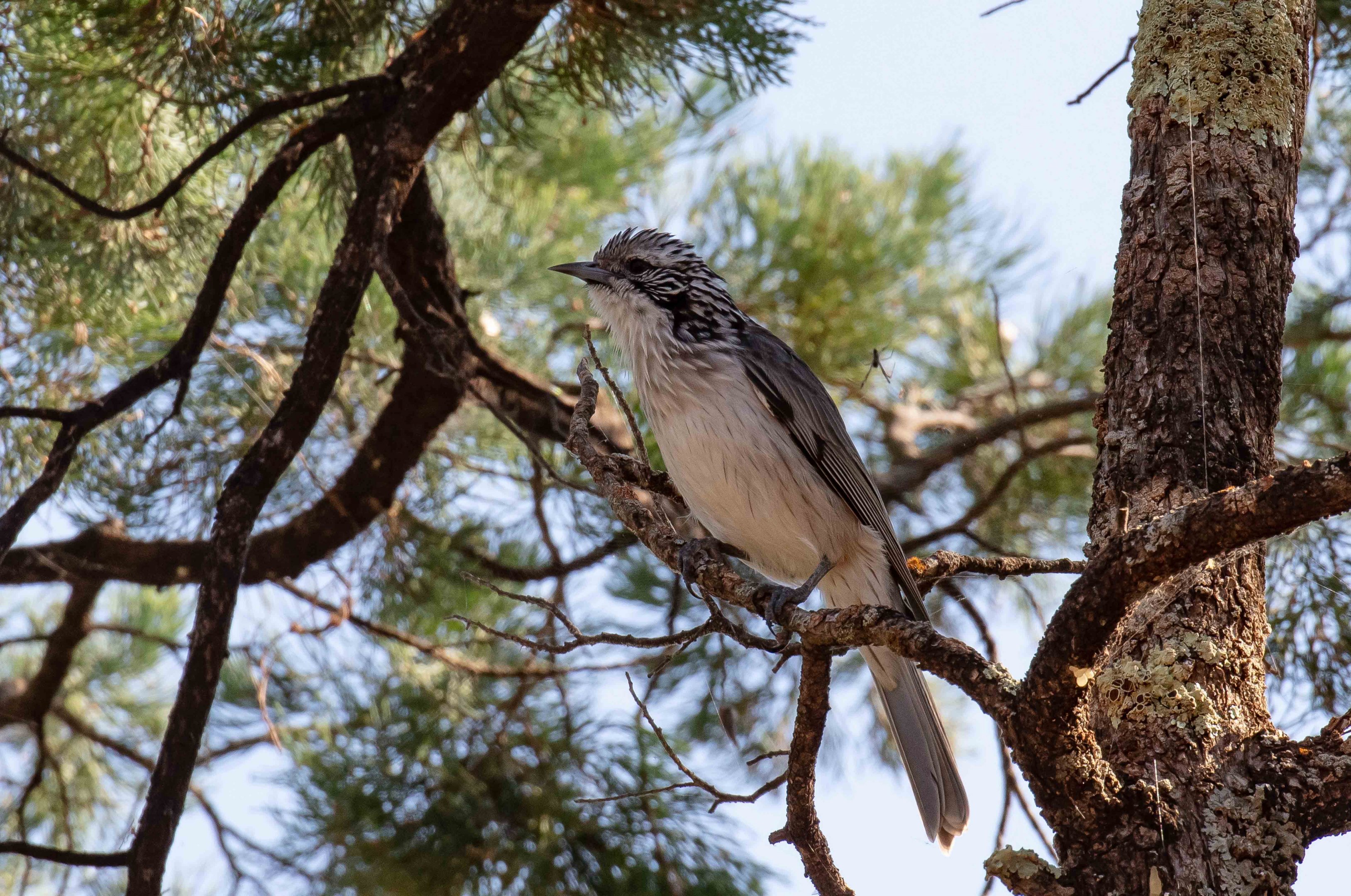 Striped Honeyeater