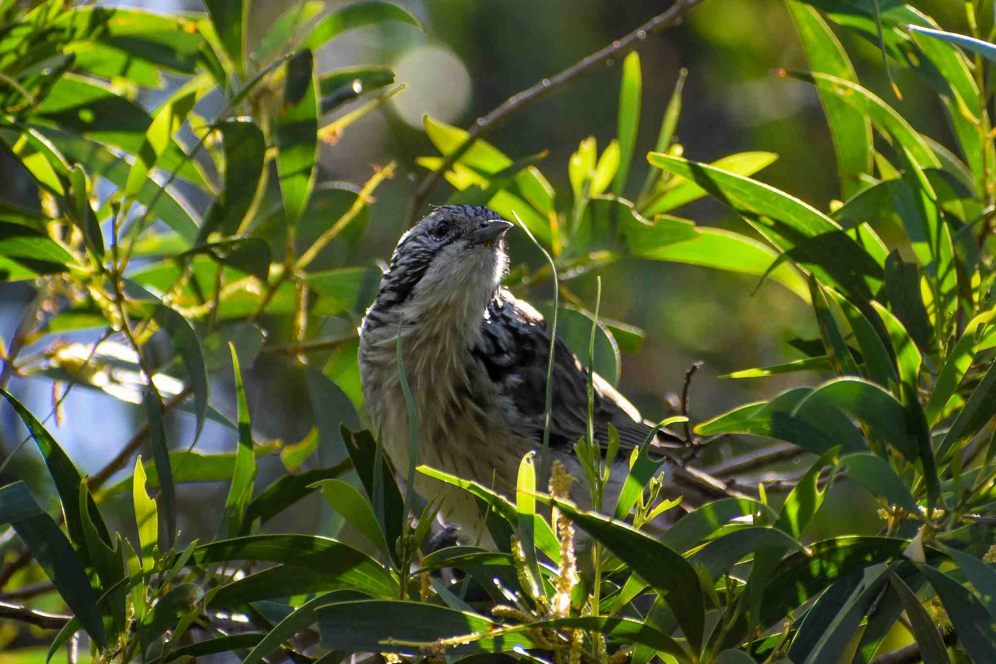 Striped Honeyeater