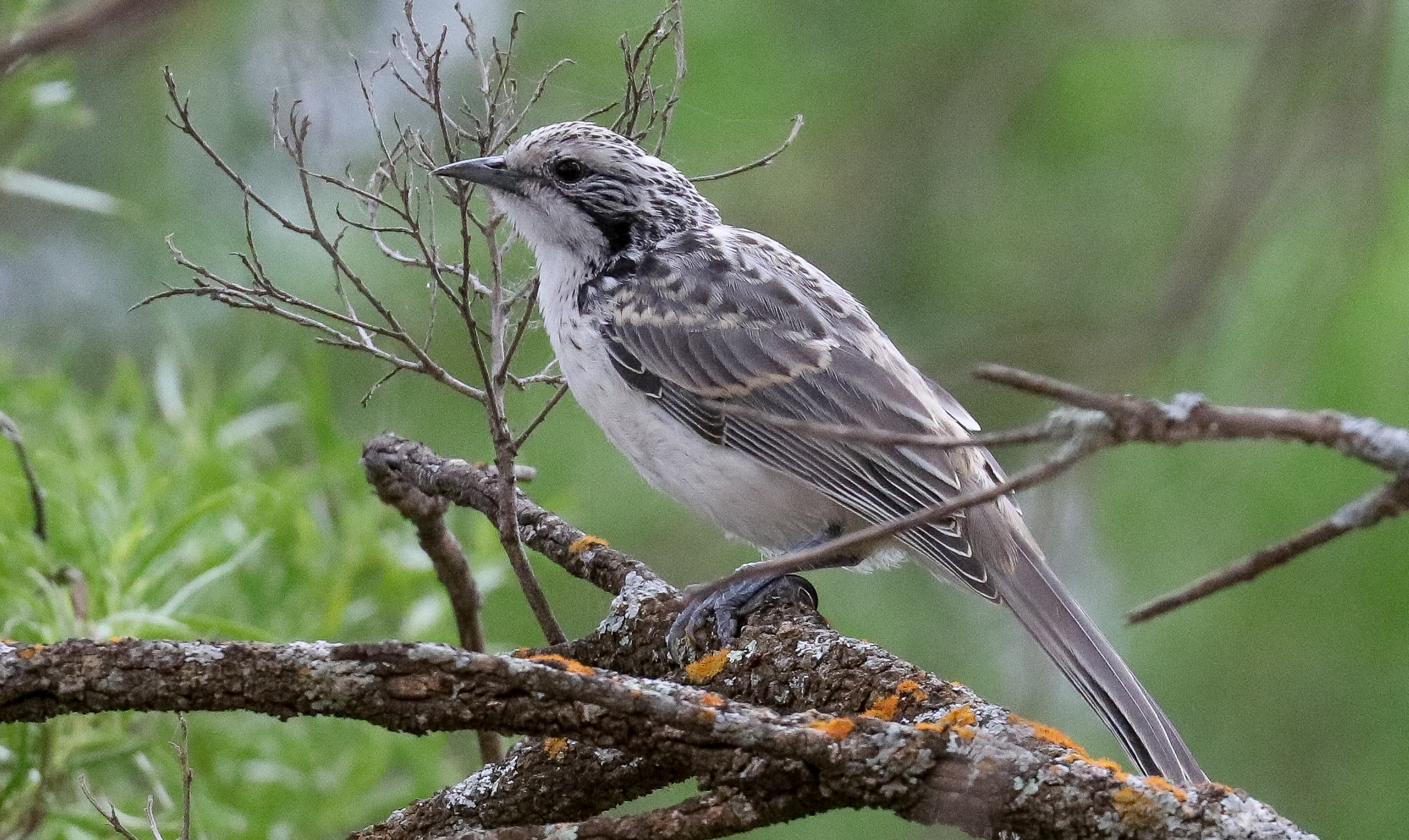 Striped Honeyeater