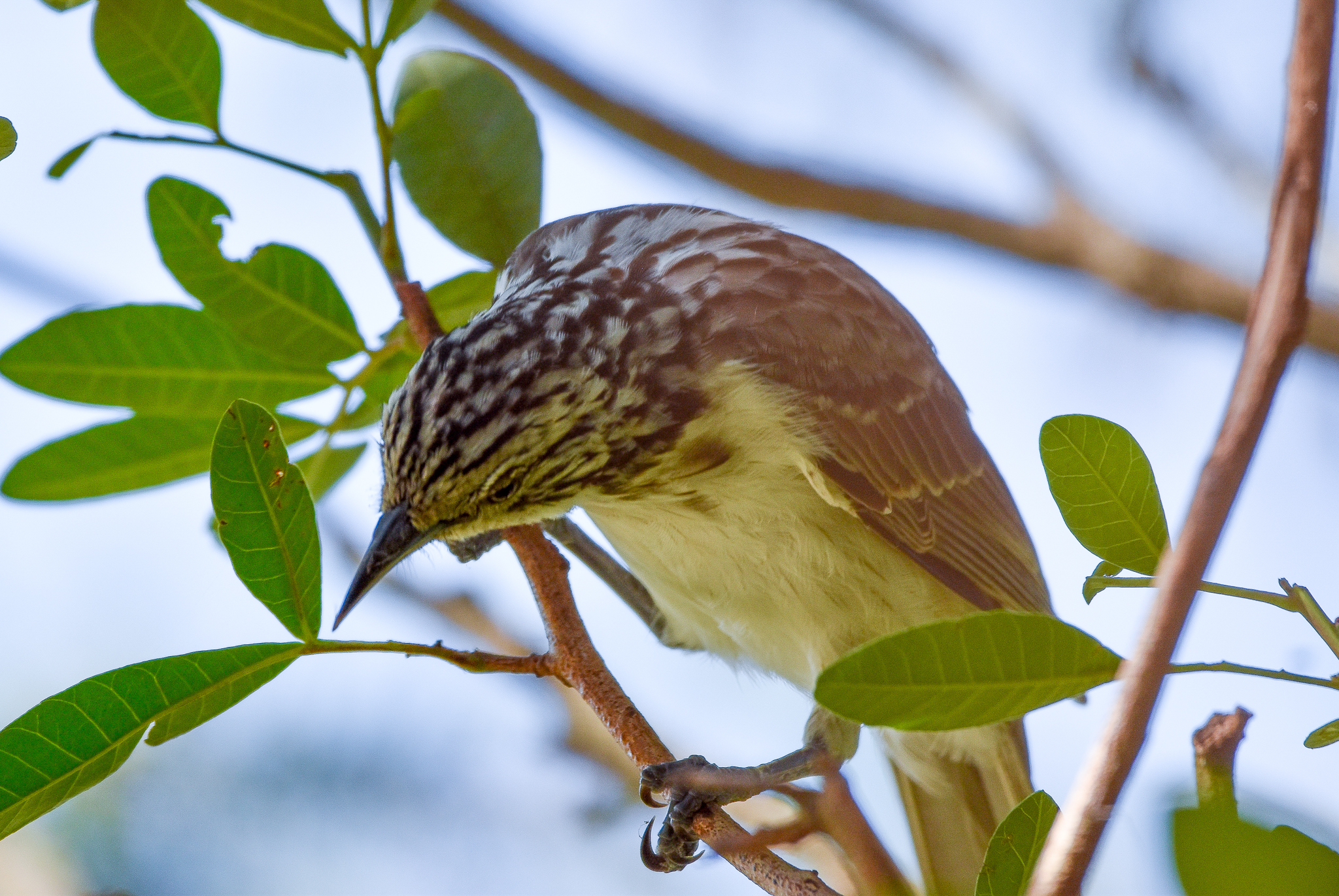 Striped Honeyeater