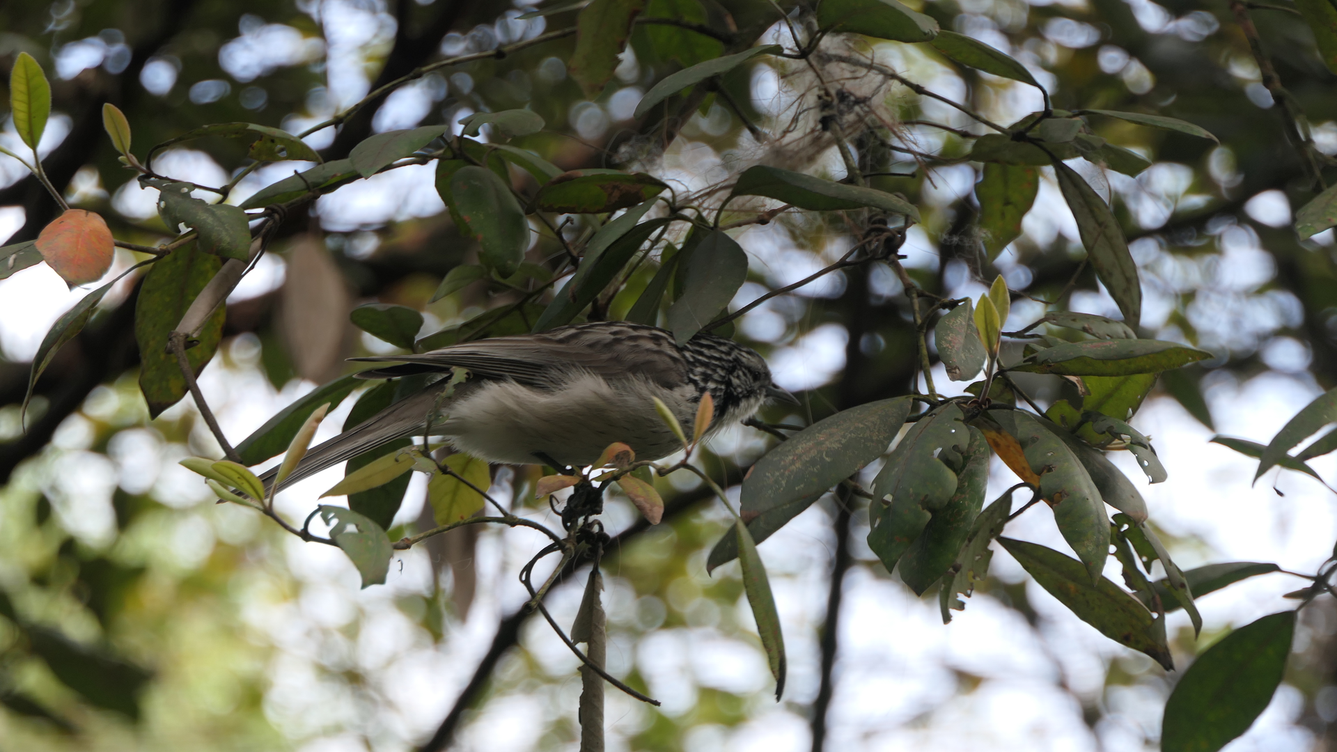 Striped Honeyeater