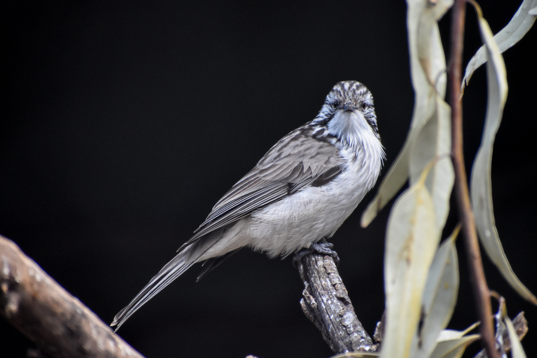 Striped Honeyeater