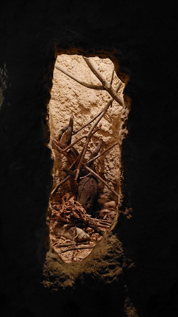 Striped house snake exhibit