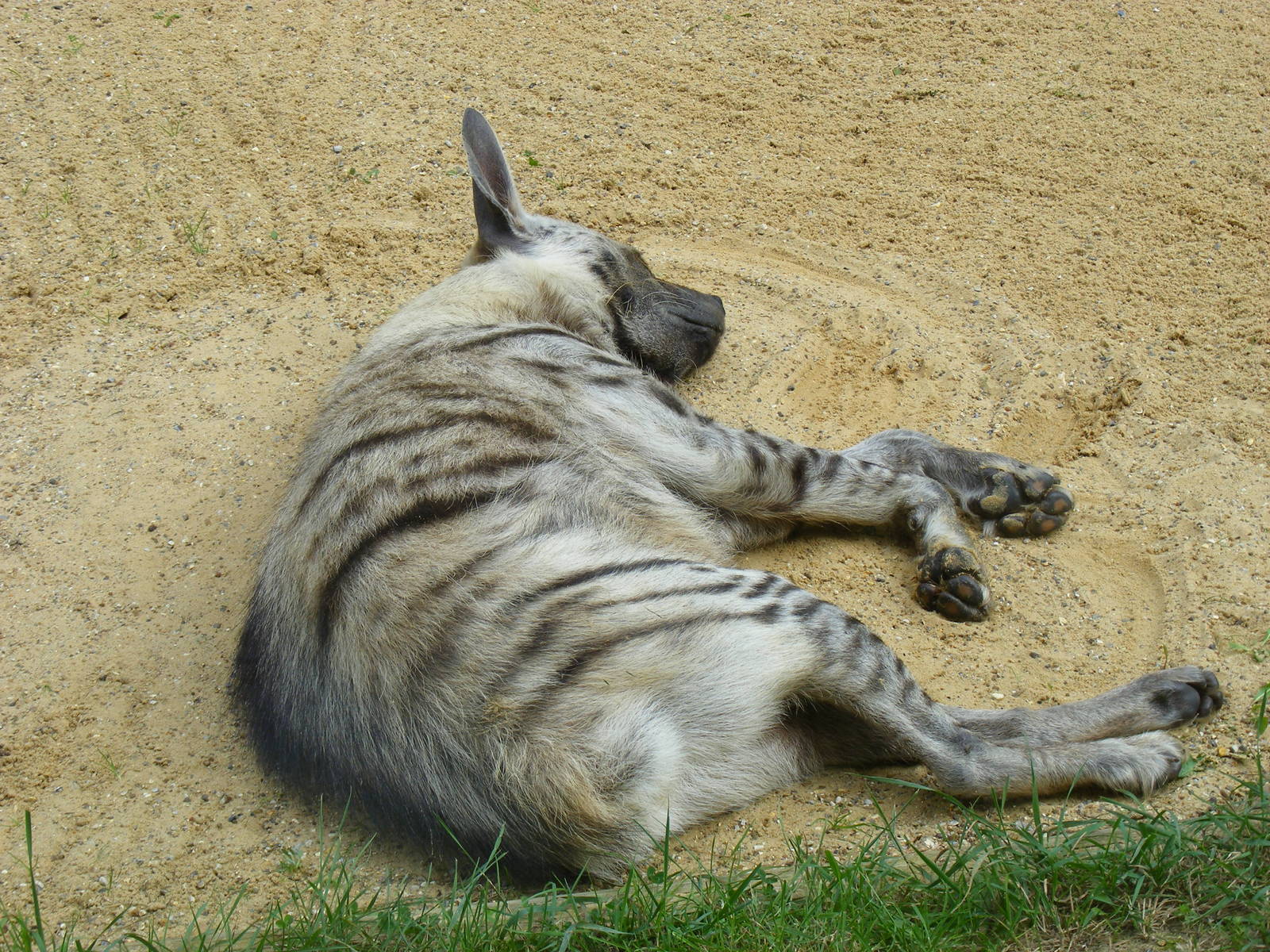 Striped hyaena at Africa Alive!, 13 September 2010