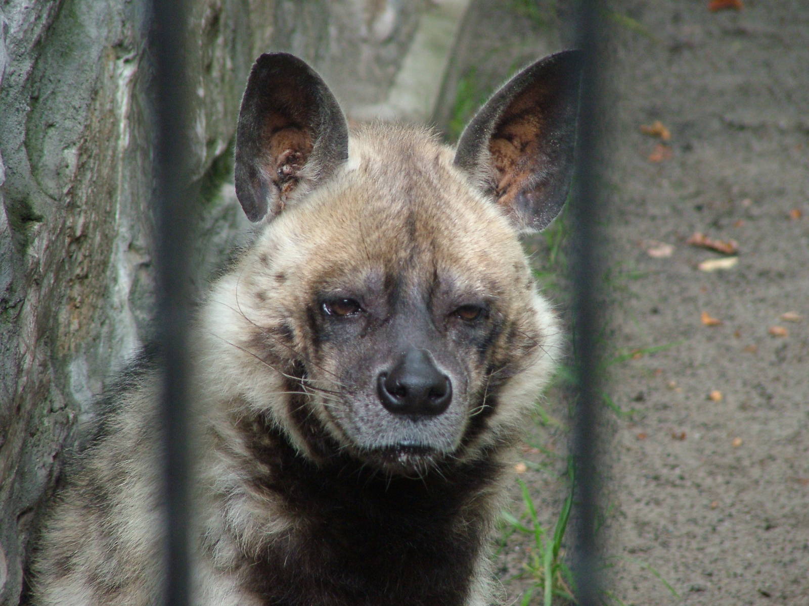 Striped Hyaena at Krakow 08/09/2008