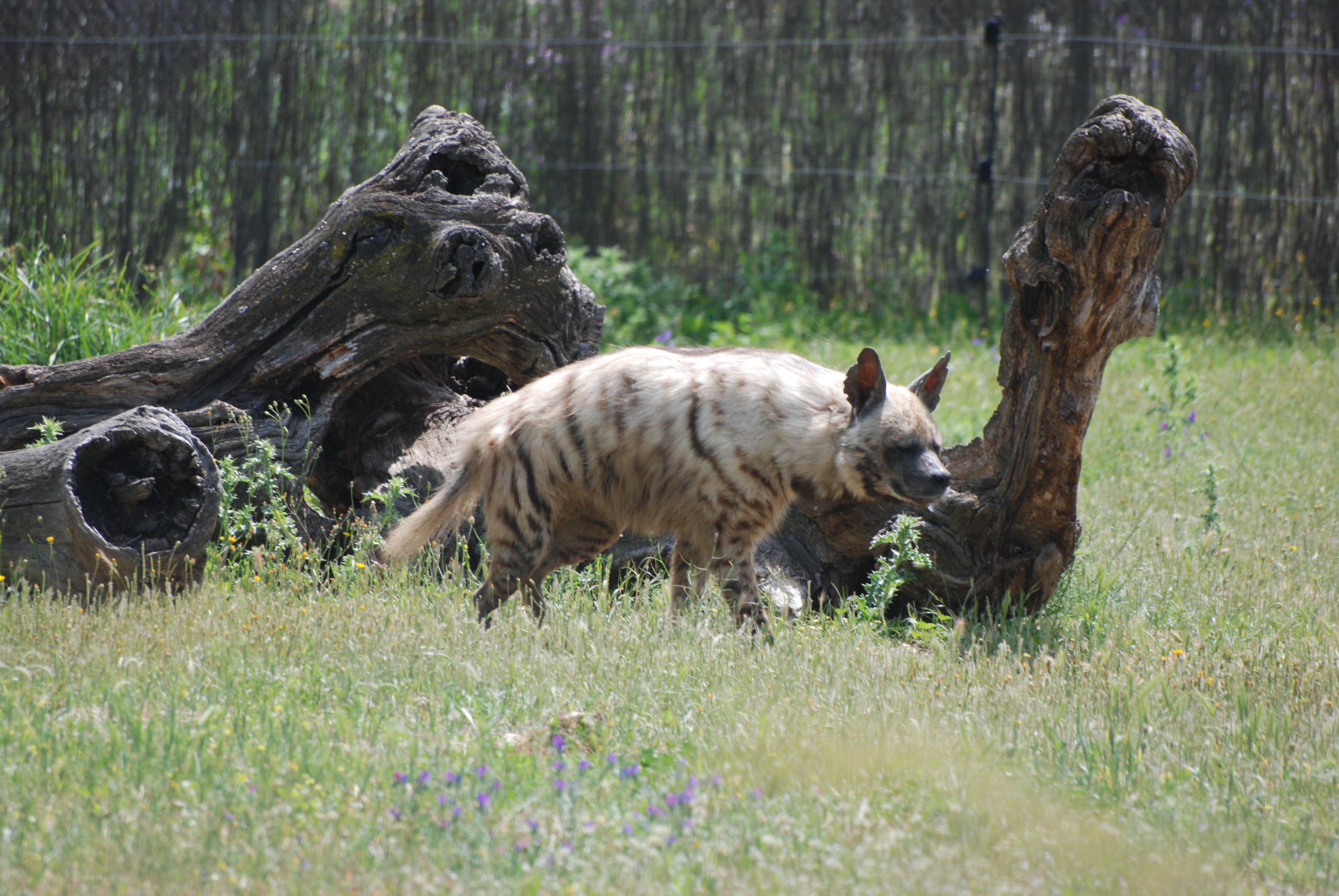 Striped Hyaena at Safari Madrid, 19th May 2022