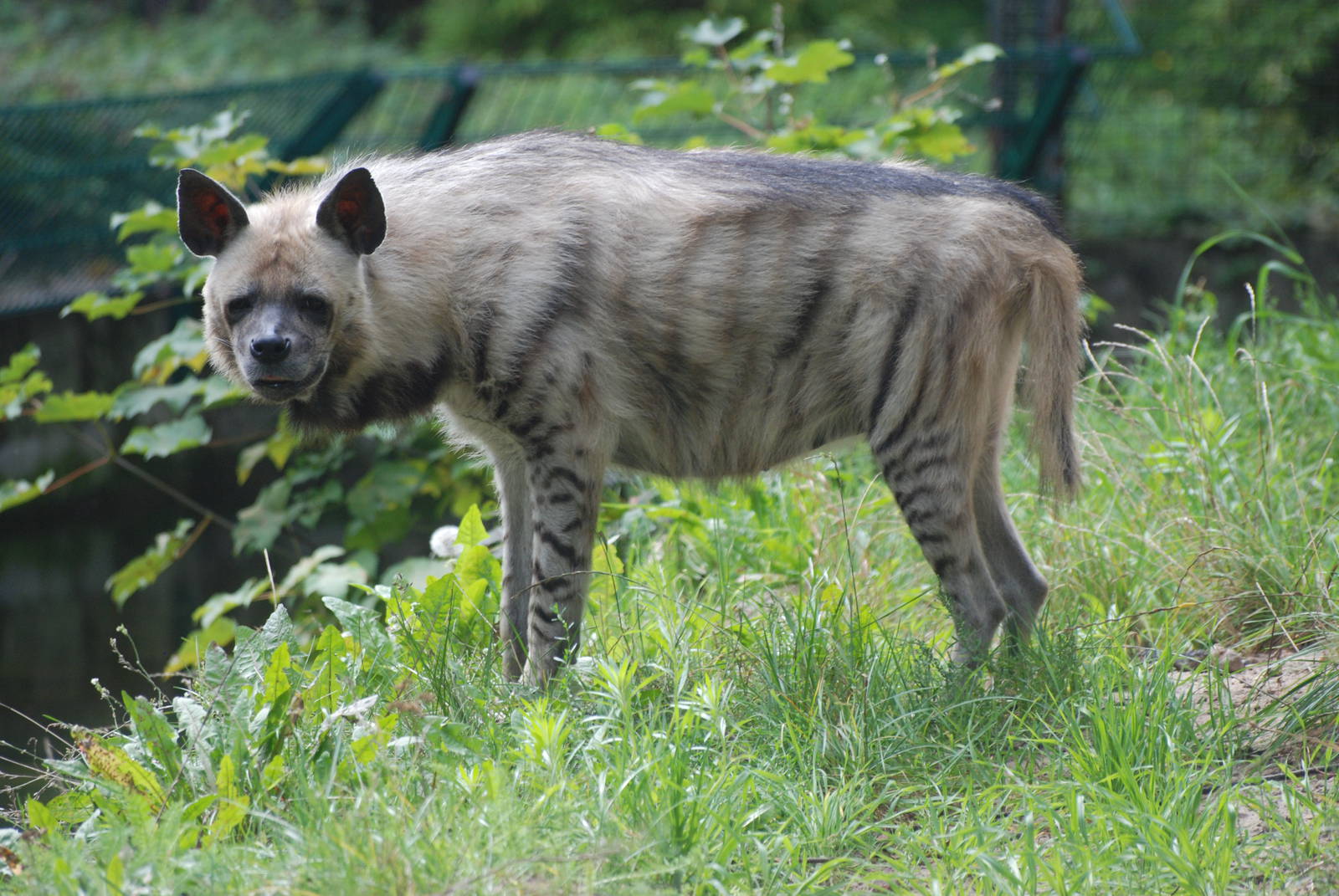 Striped Hyaena at Tierpark Berlin, 30/08/11