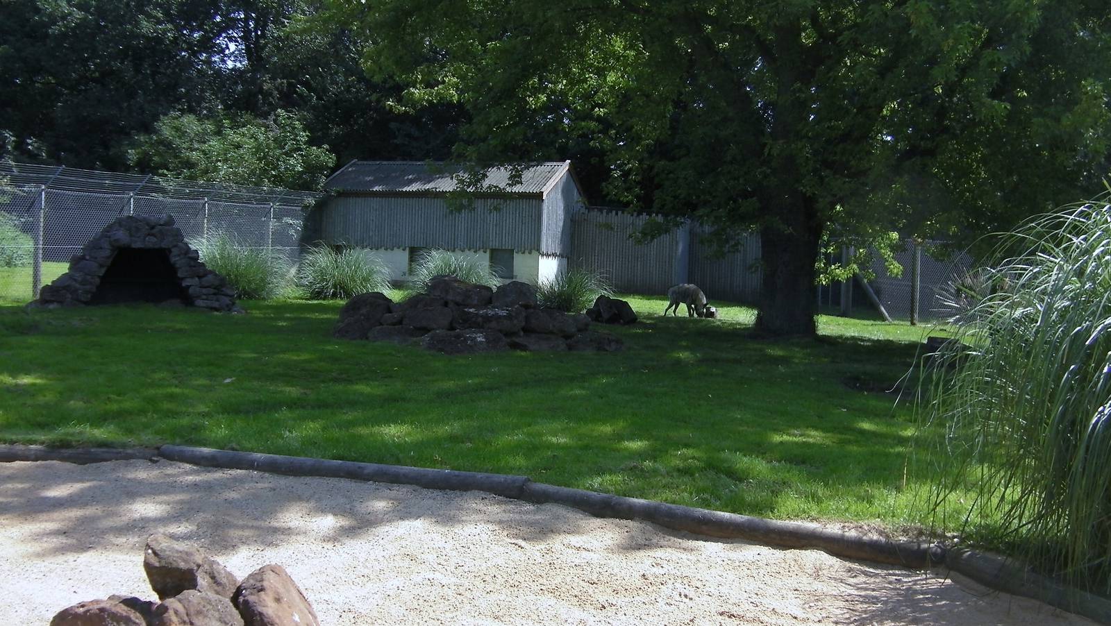 Striped Hyaena Enclosure - 01.08.2011