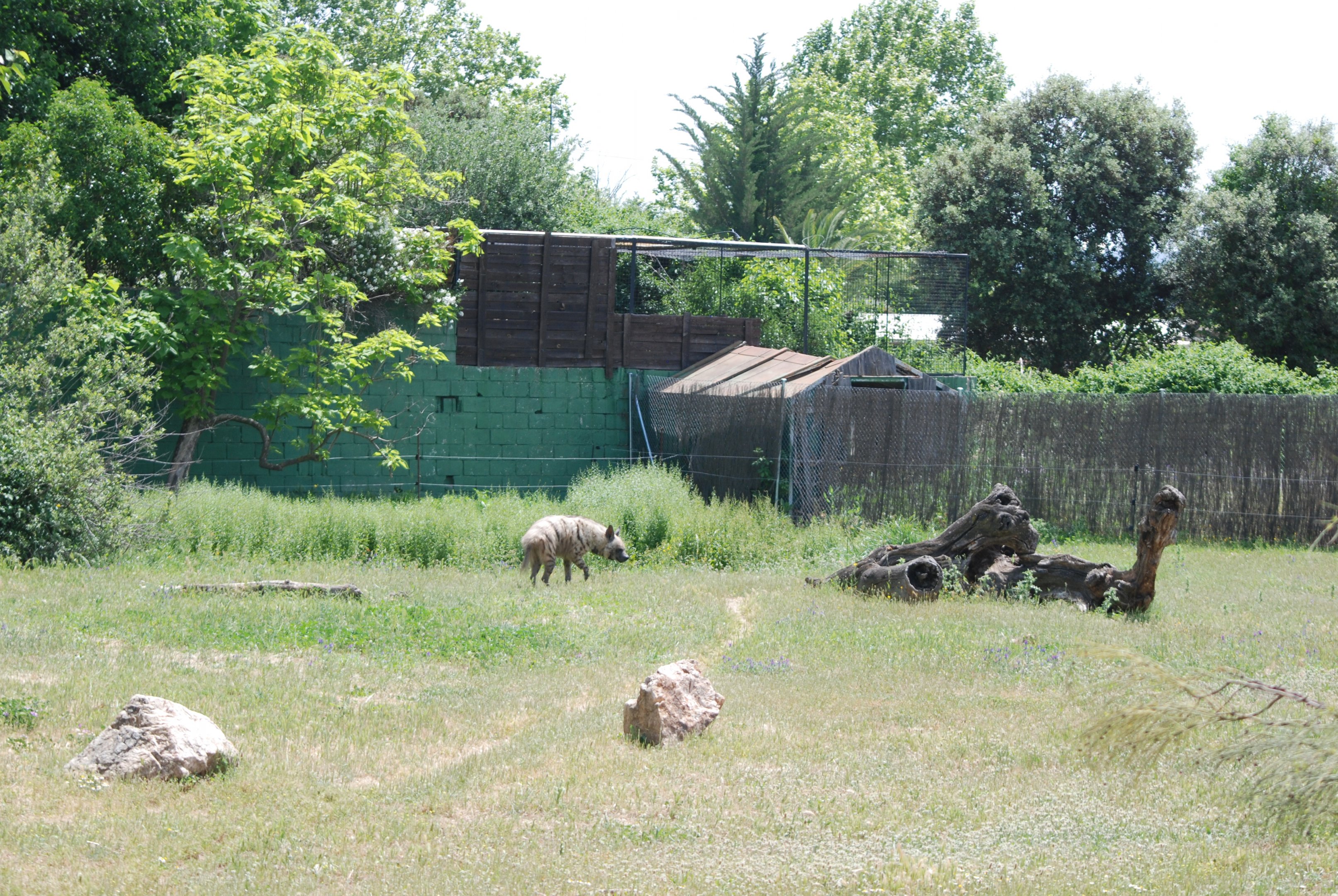 Striped Hyaena Enclosure at Safari Madrid, 19th May 2022