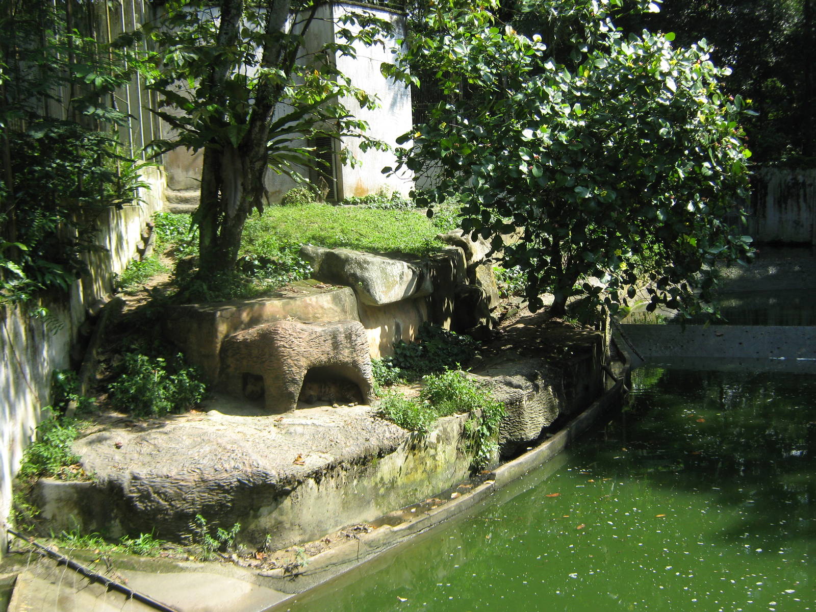 striped hyaena enclosure