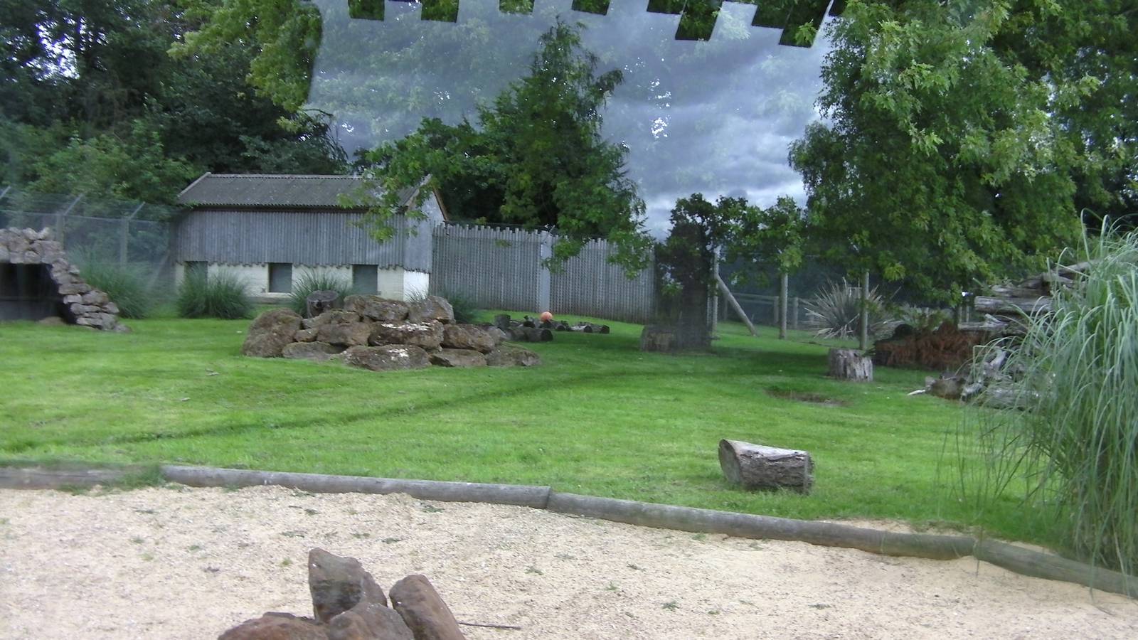 Striped Hyaena Encosure - 29.07.2011