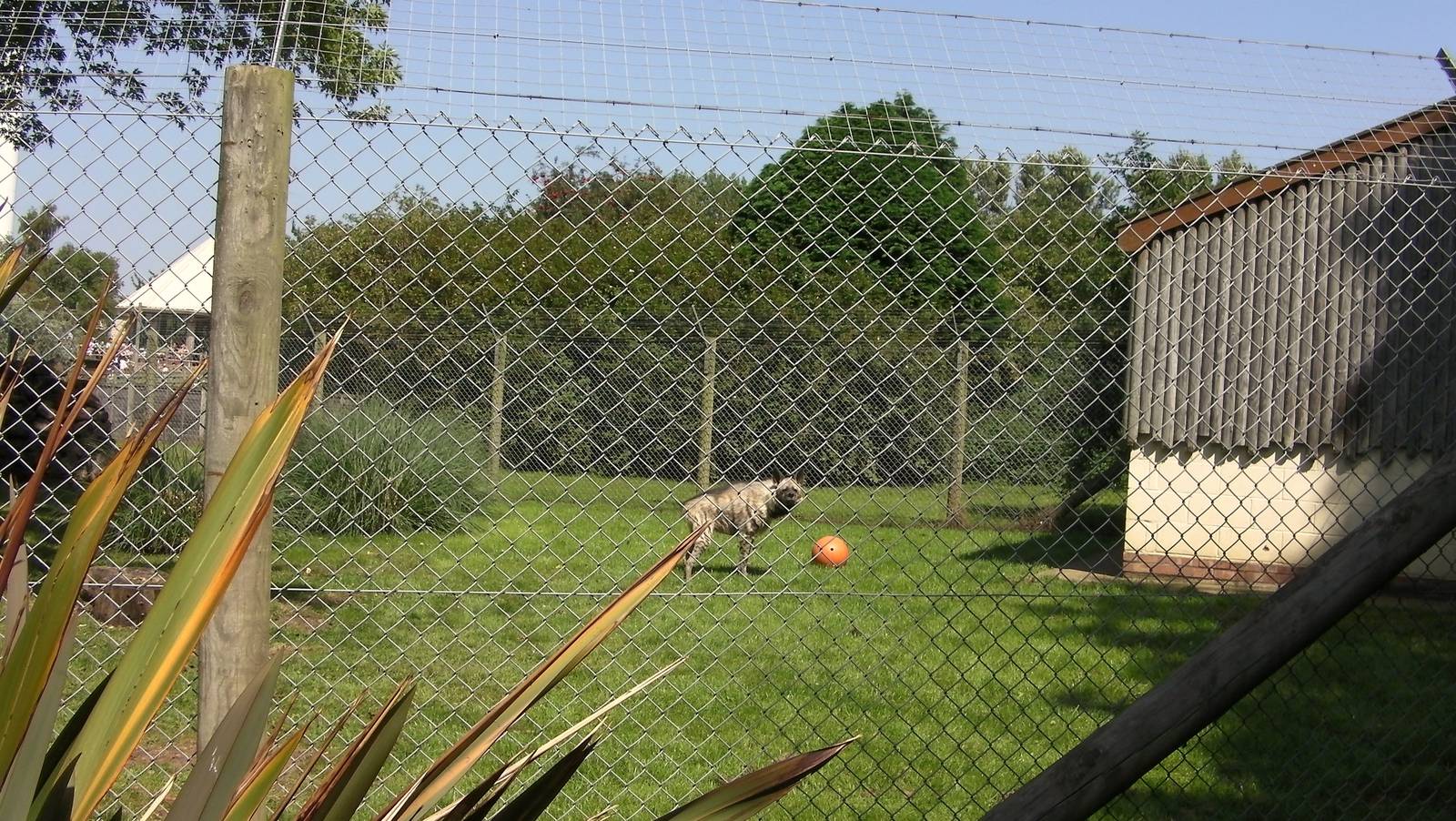 Striped Hyaena Enrichment - 01.08.2011