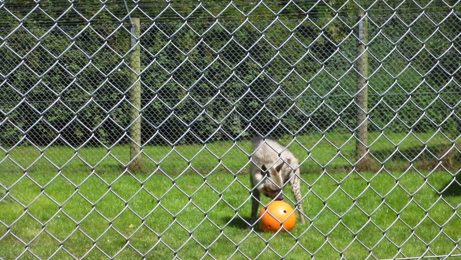 Striped Hyaena Enrichment - 01.08.2011