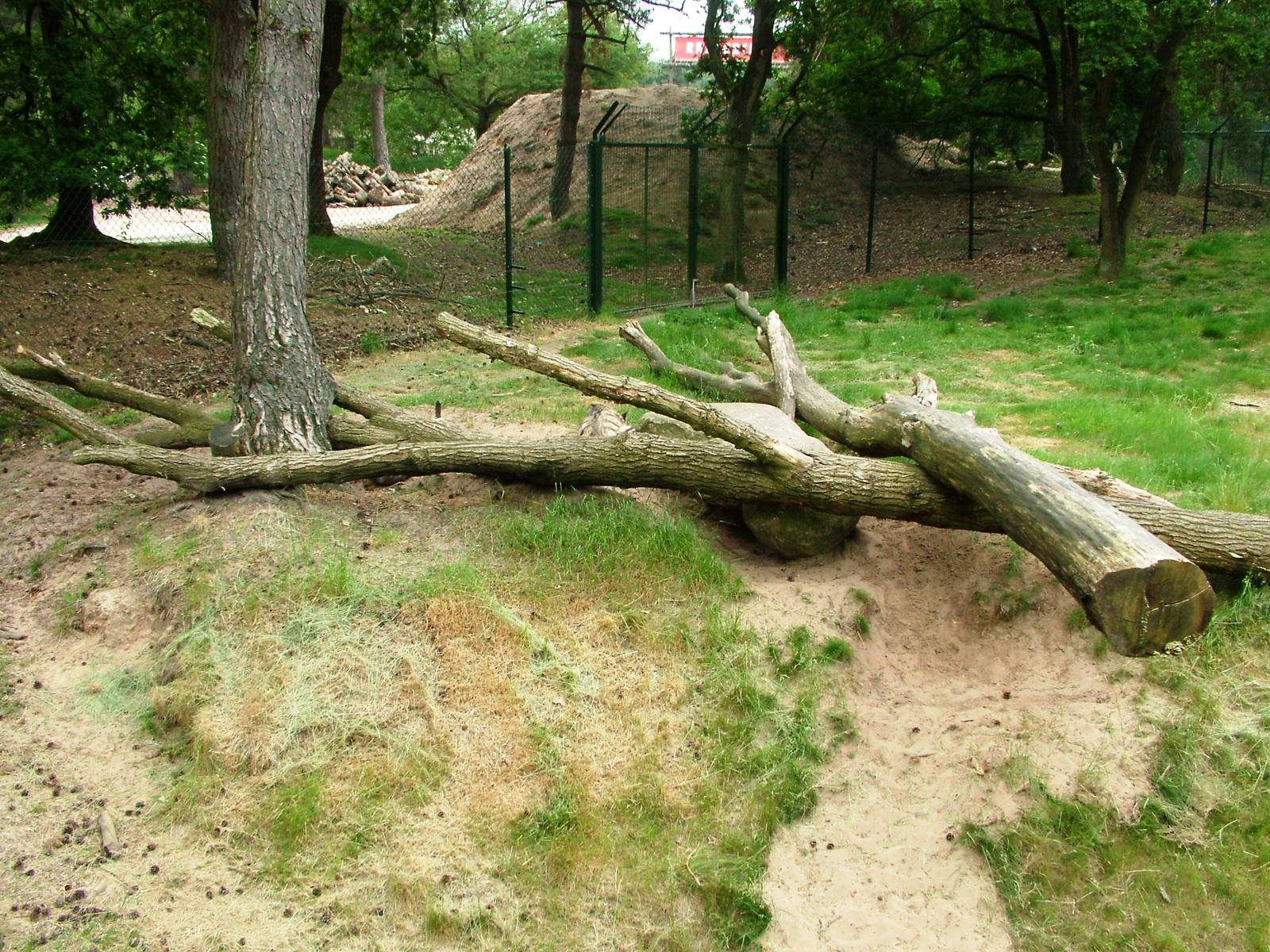 Striped Hyaena Exhibit at Beekse Bergen, 31/05/12