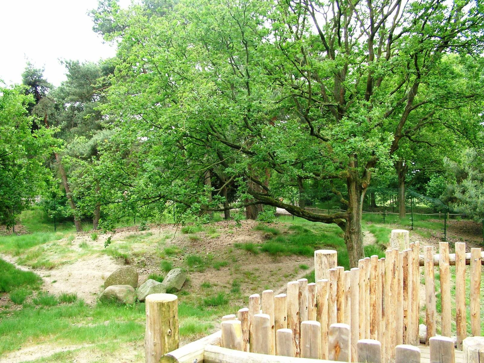 Striped Hyaena Exhibit at Beekse Bergen, 31/05/12