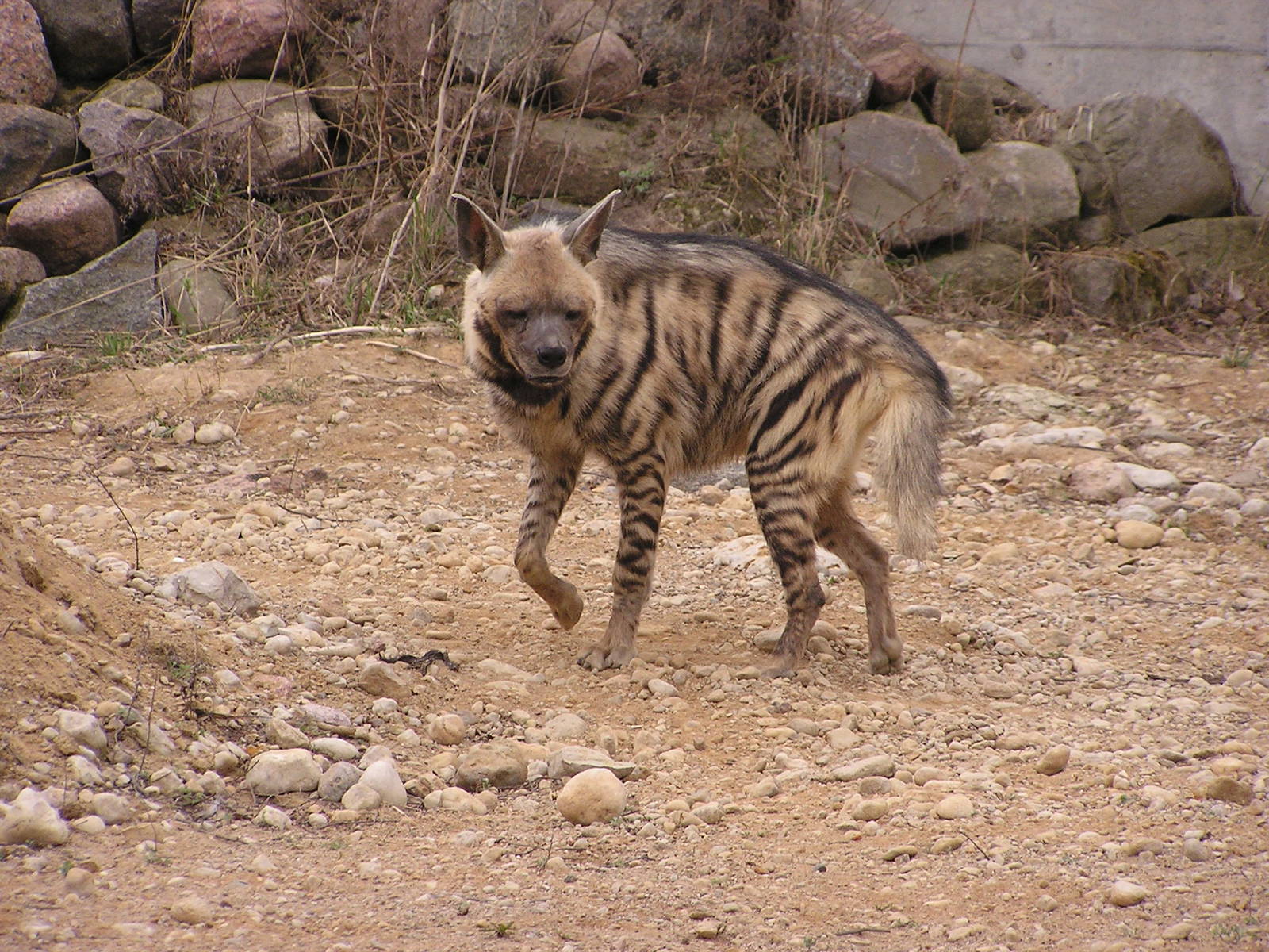 Striped hyaena / Hyaena hyaena
