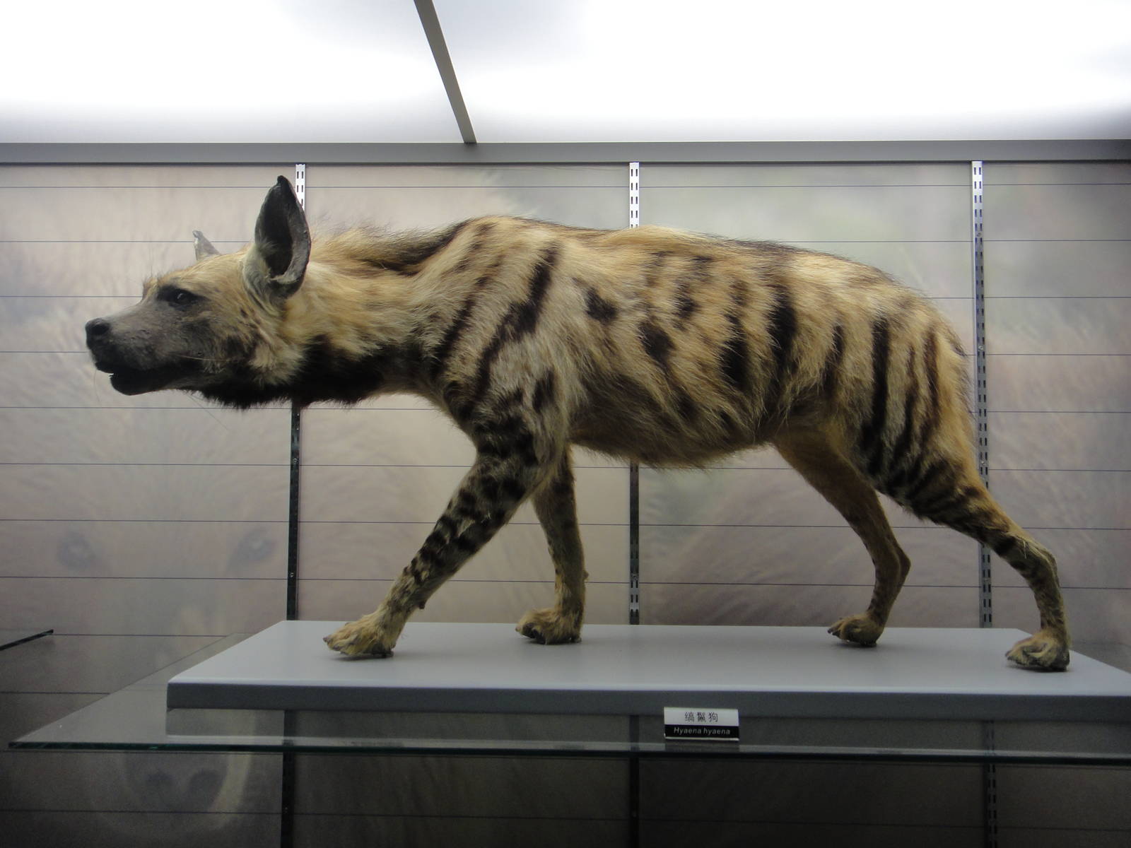 Striped hyaena (Hyaena hyaena)