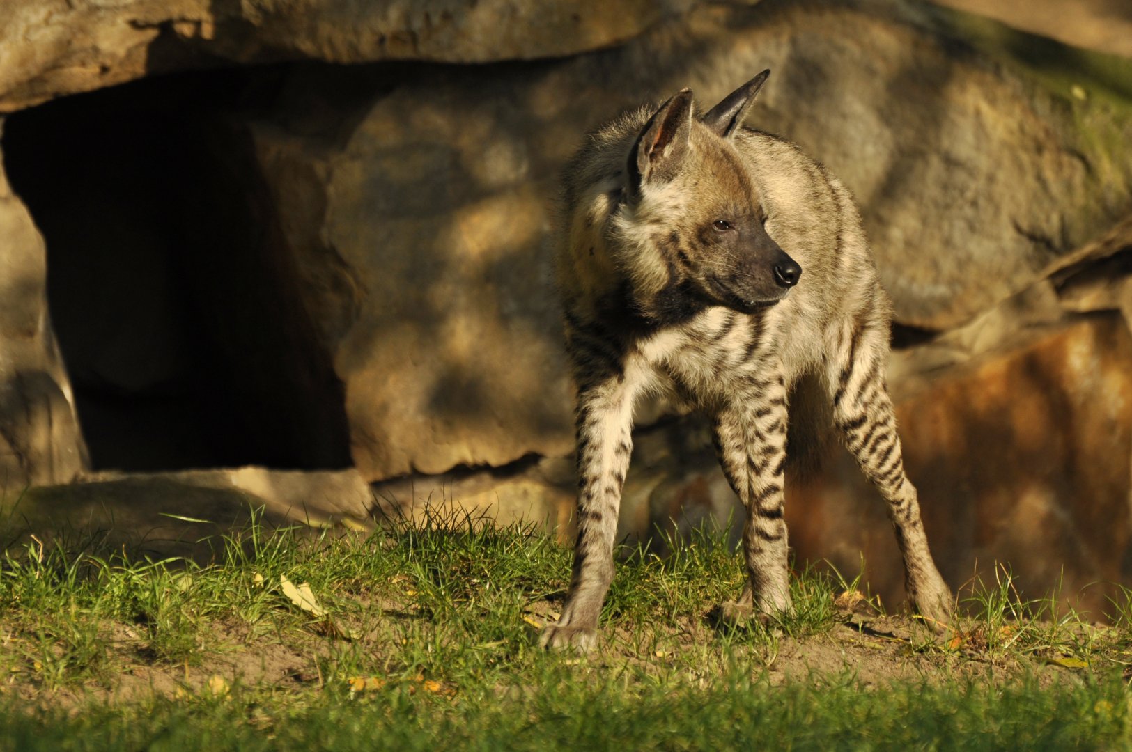 Striped hyaena (Hyaena hyaena)