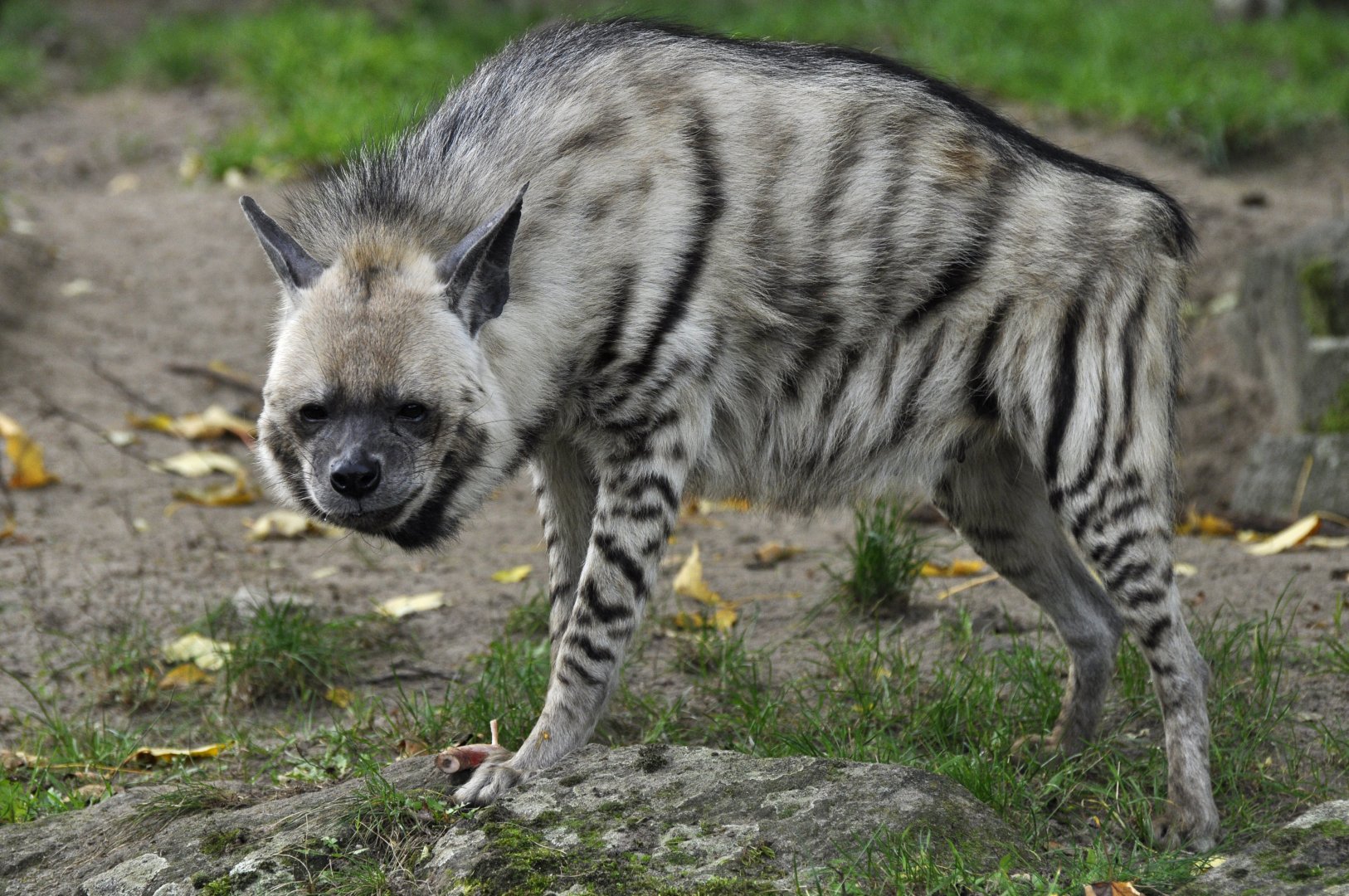Striped hyaena (Hyaena hyaena)