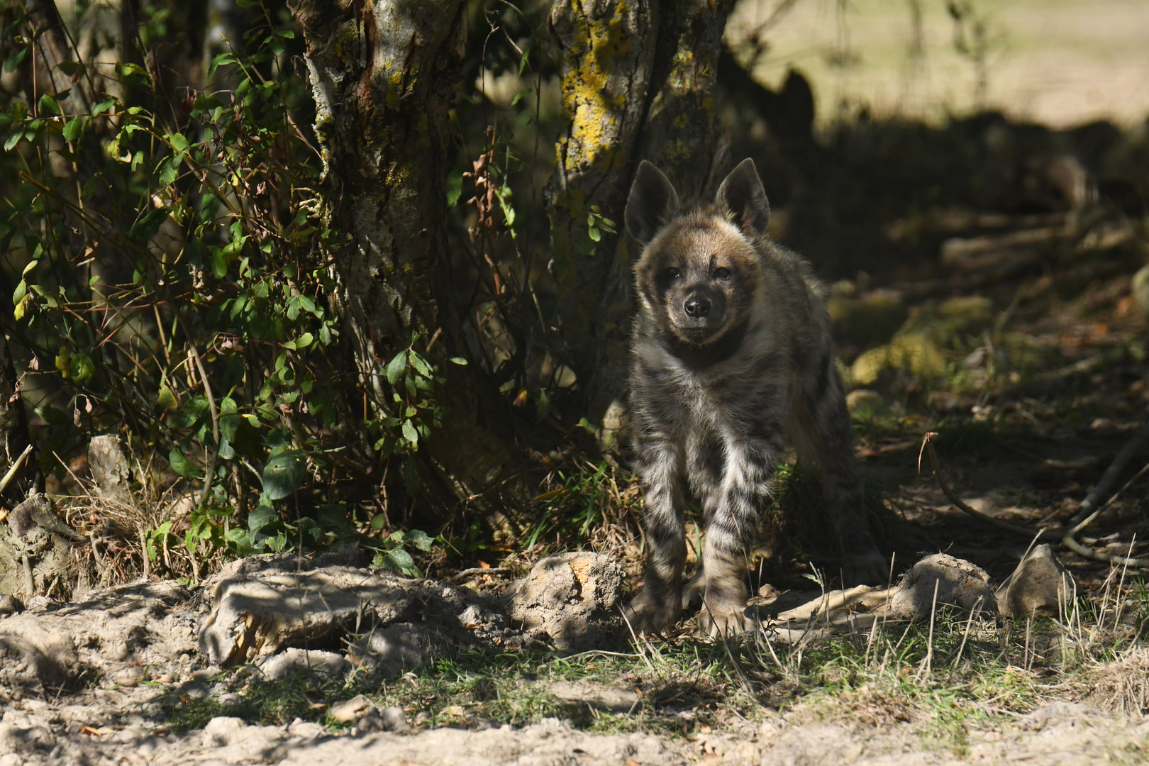 Striped hyaena (Hyaena hyaena)