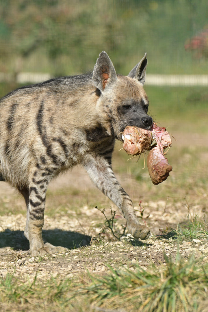 Striped hyaena (Hyaena hyaena)