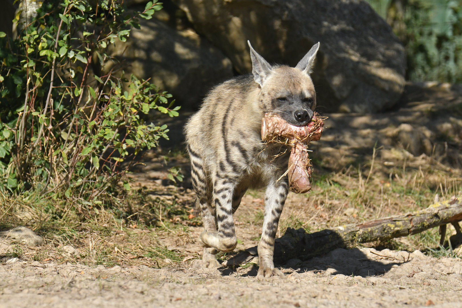 Striped hyaena (Hyaena hyaena)