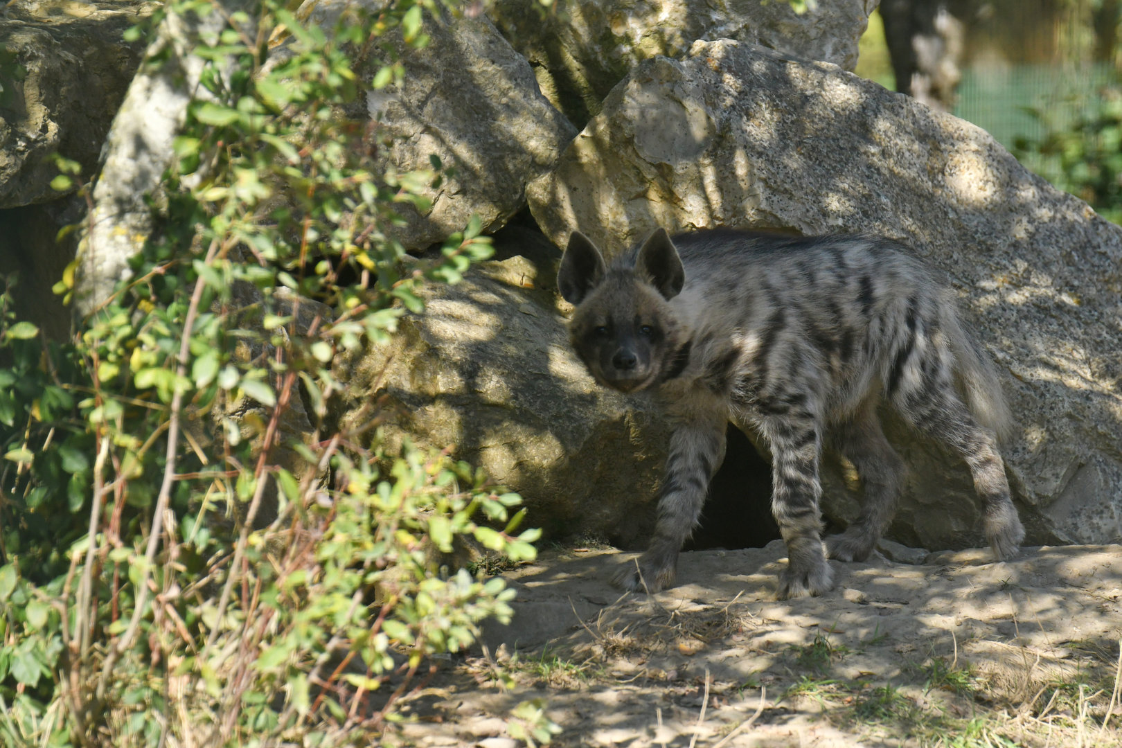 Striped hyaena (Hyaena hyaena)