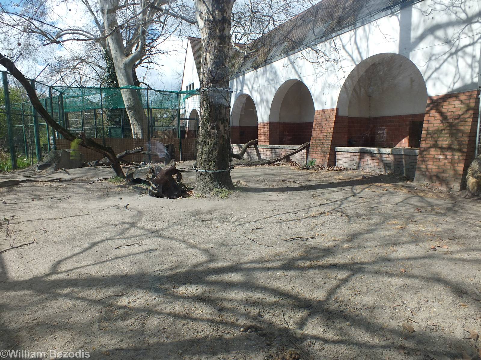 Striped Hyaena Outdoor Area