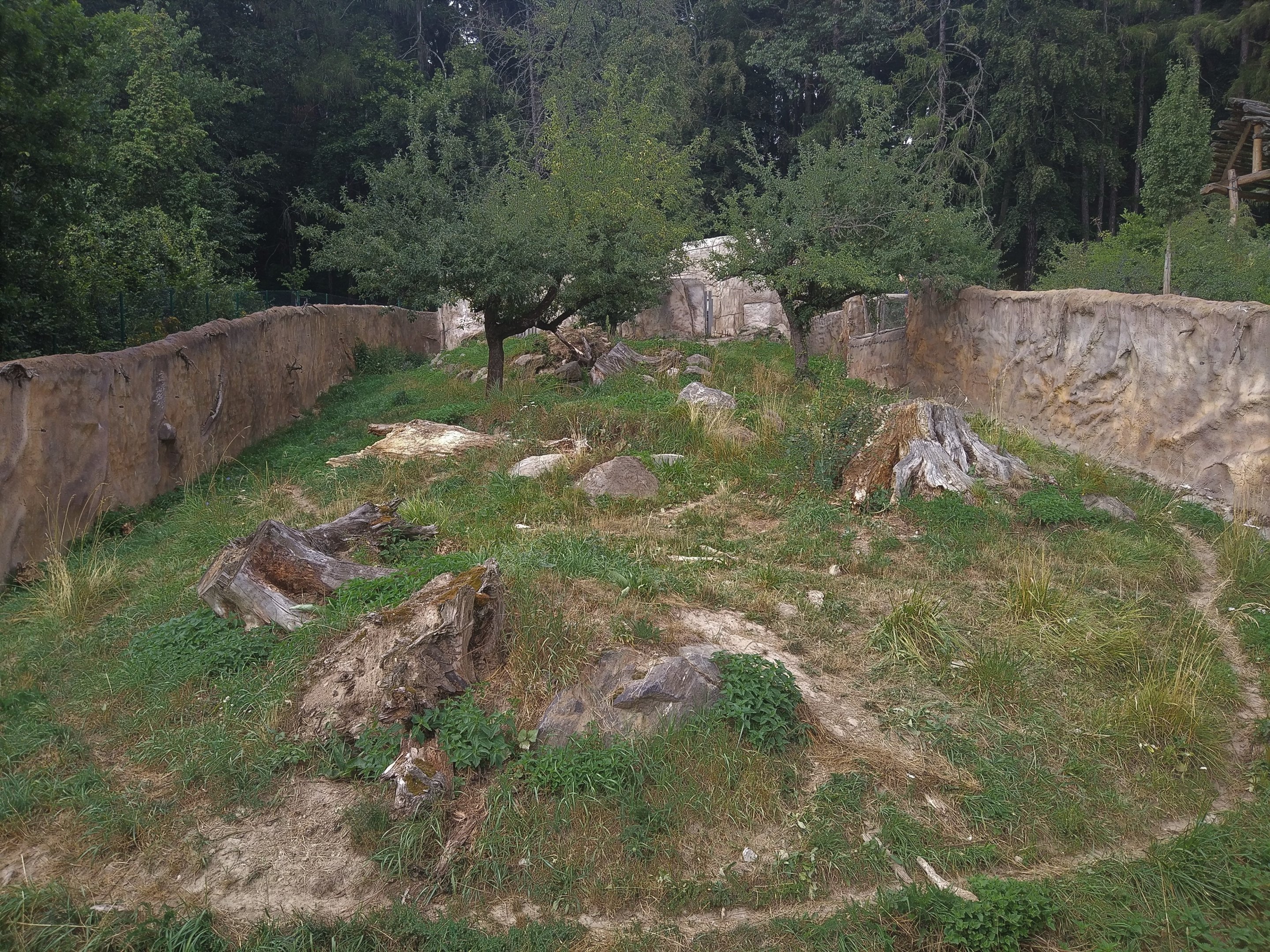 Striped Hyaena Outdoors