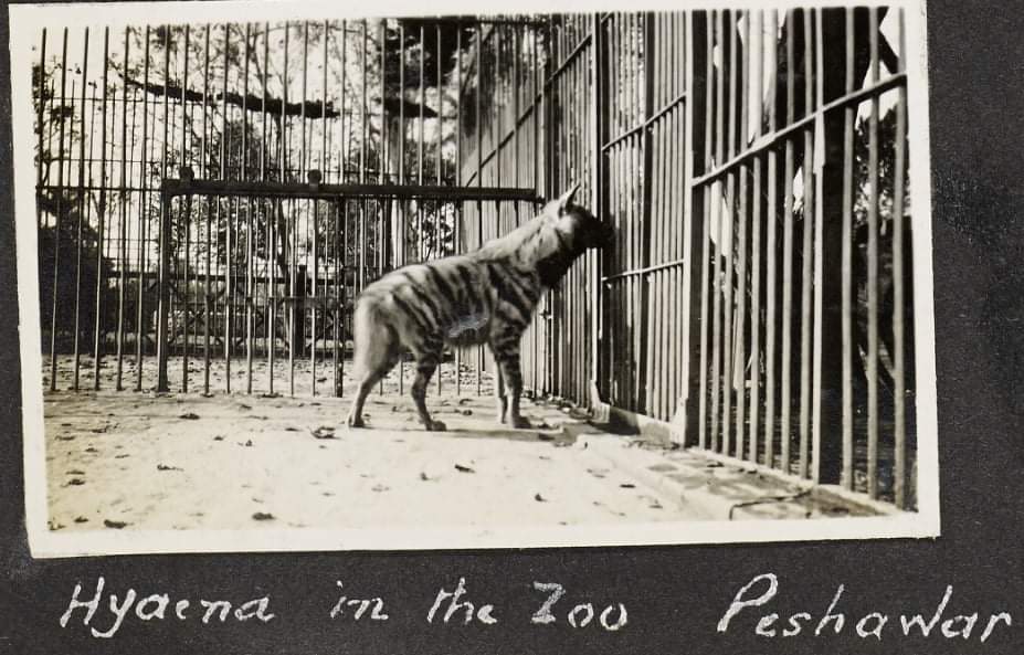 Striped hyaena - Peshawar zoo (old) 1920's