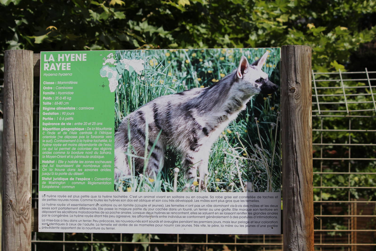 Striped hyaena sign, July 2016