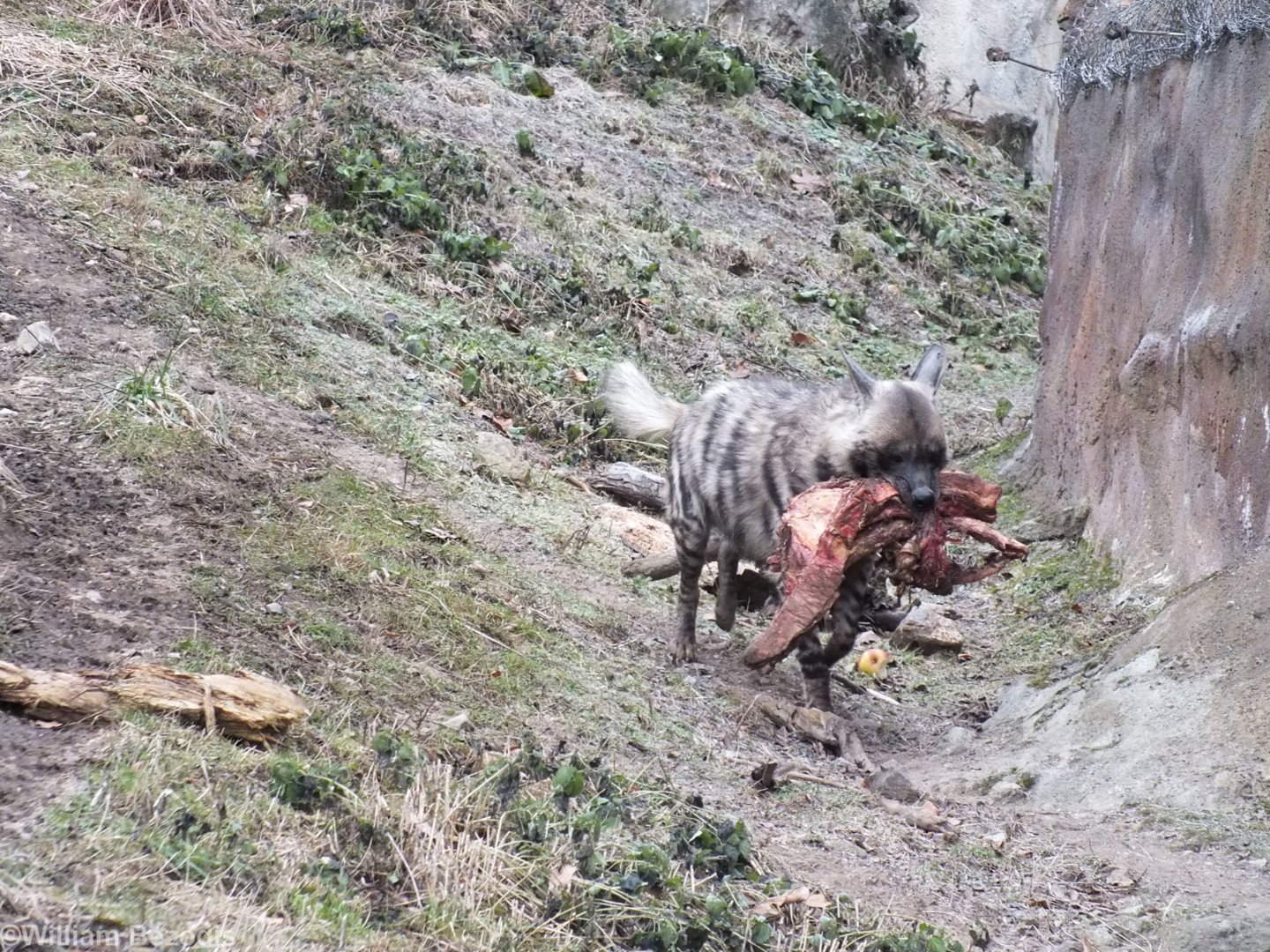 Striped Hyaena Taking its Food for a Walk