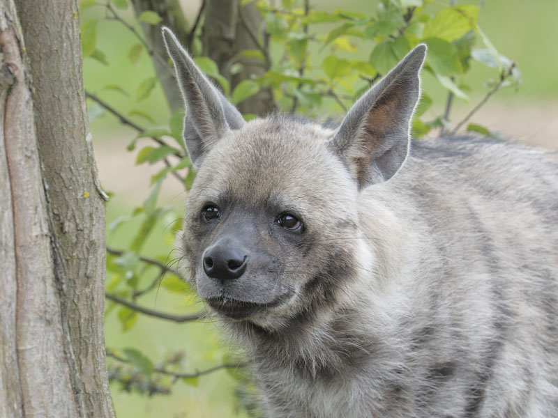 Striped hyaena