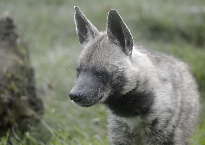 Striped hyaena
