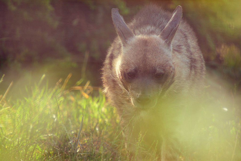 Striped hyaena