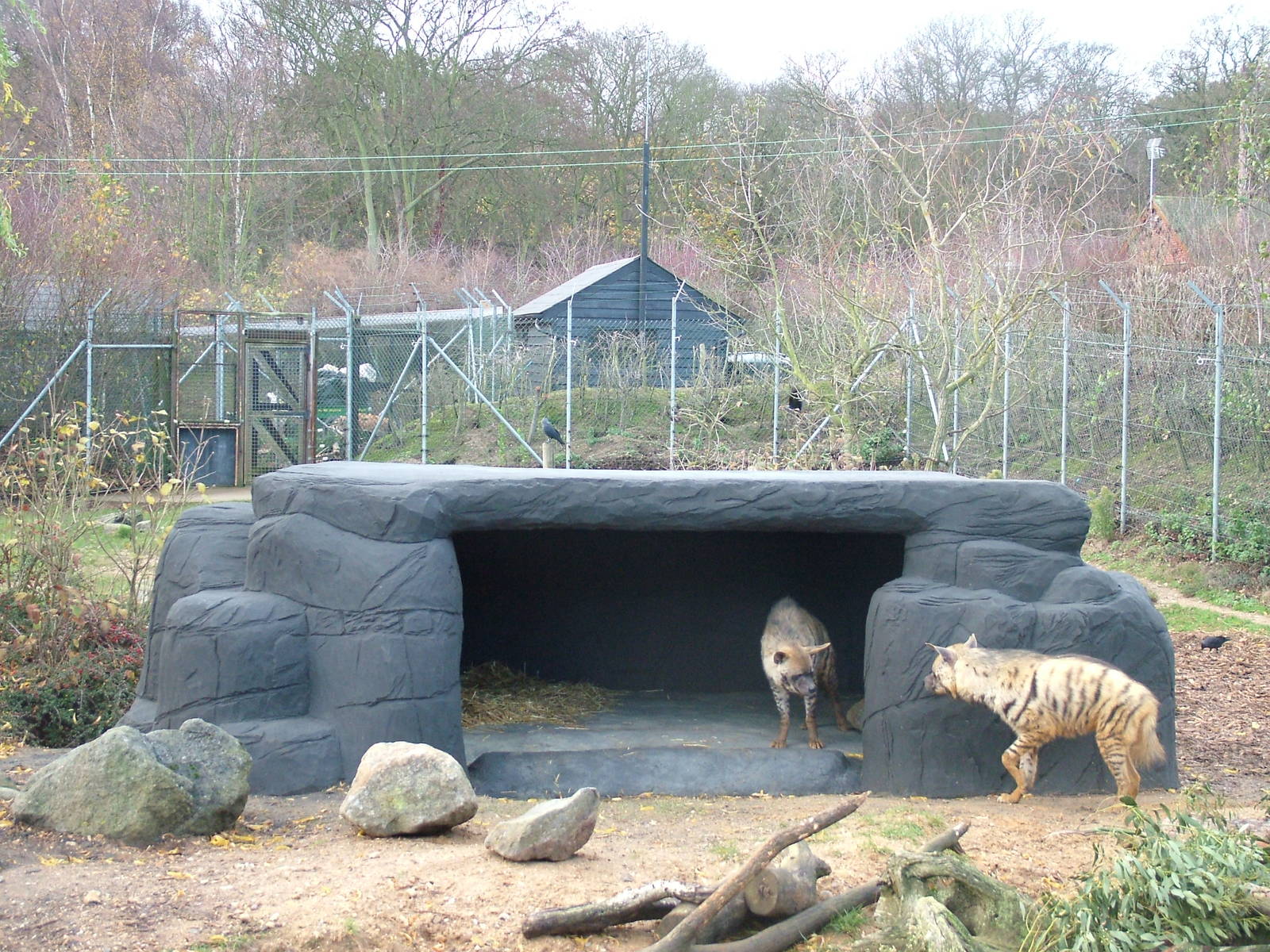 Striped Hyaenas at Colchester 29/11/09