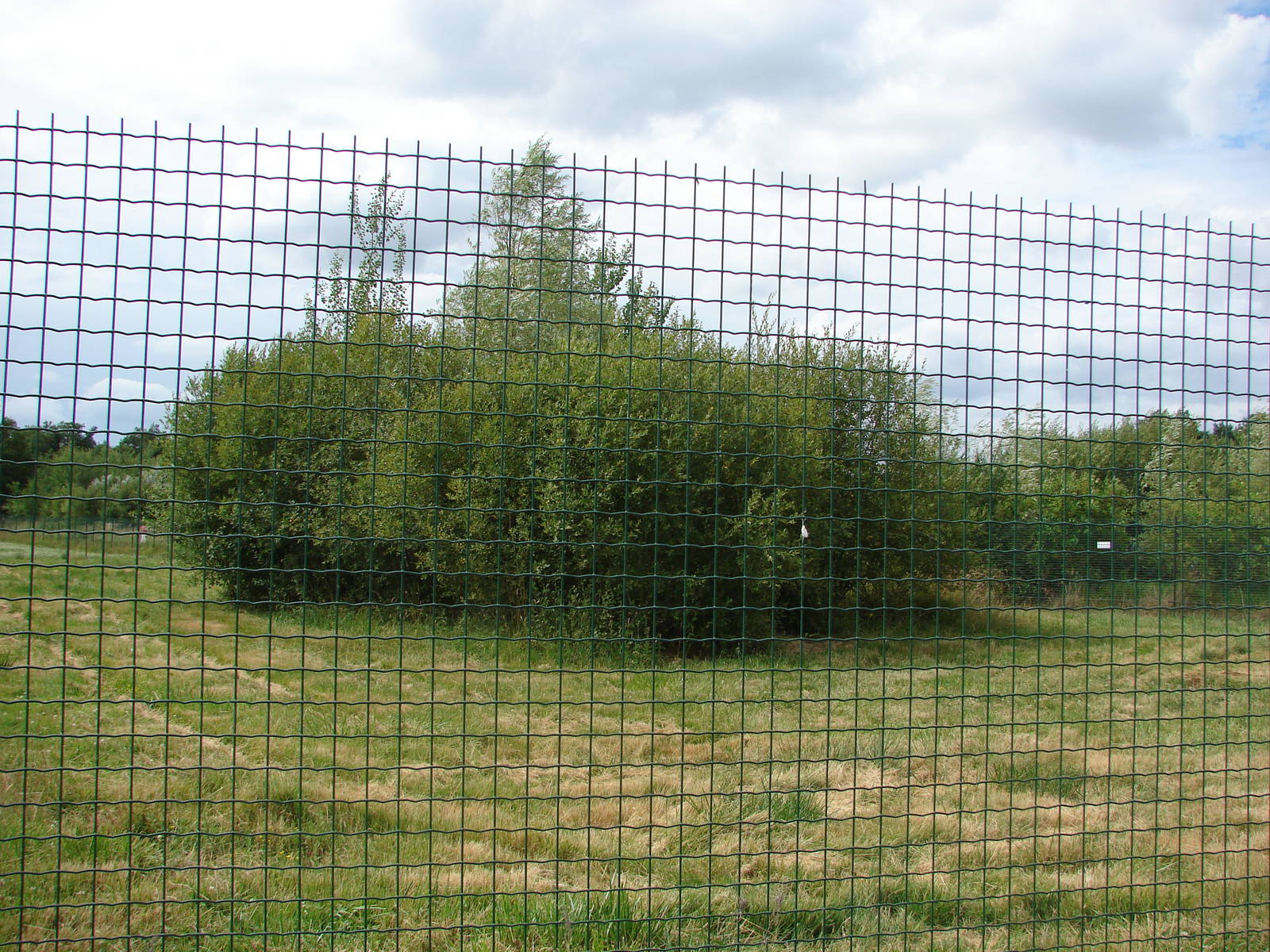 Striped hyaenas exhibit