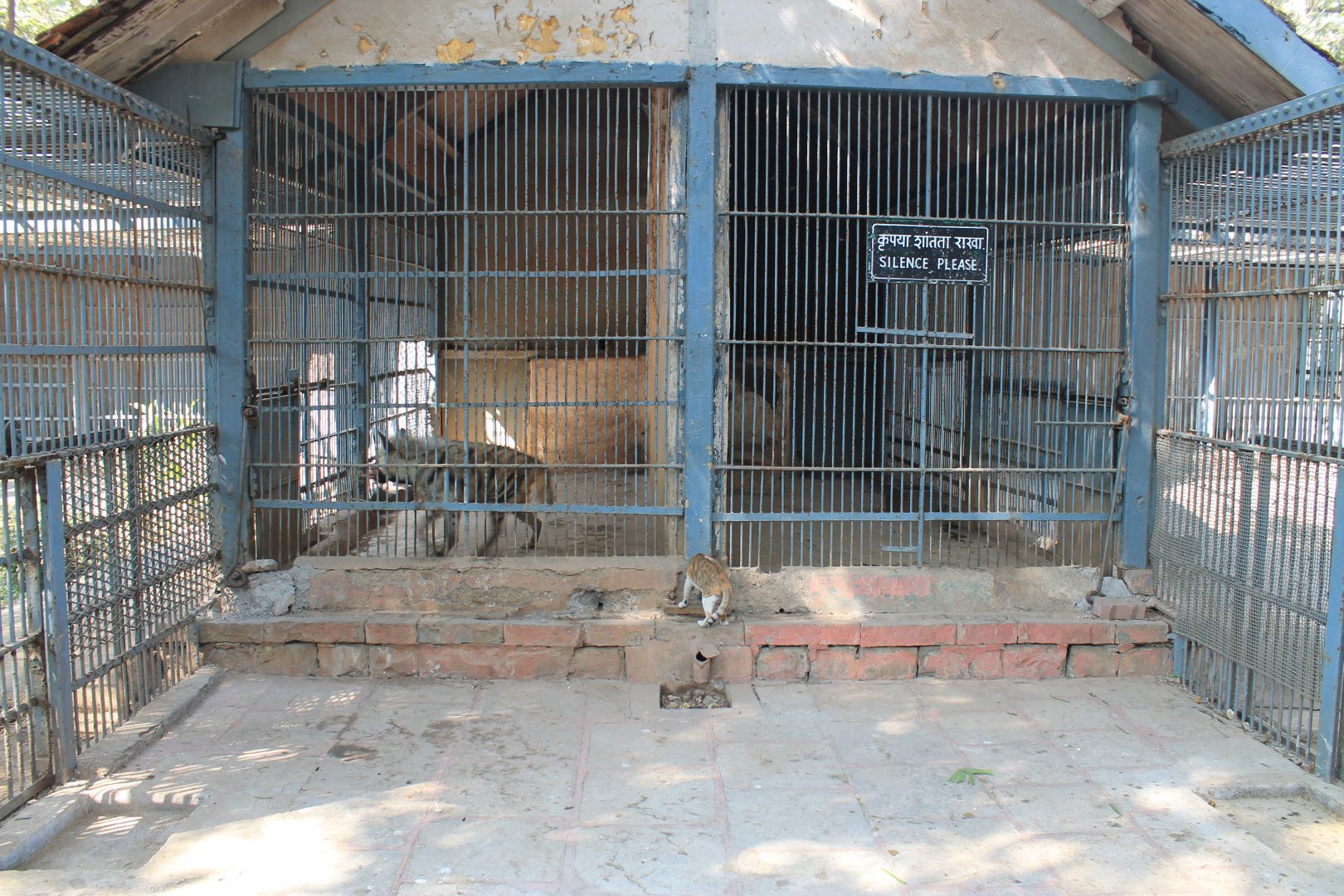 striped hyaenas, Mumbai Zoo
