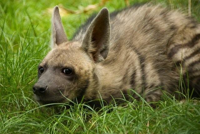 Striped Hyeana (H.h. sultana)
