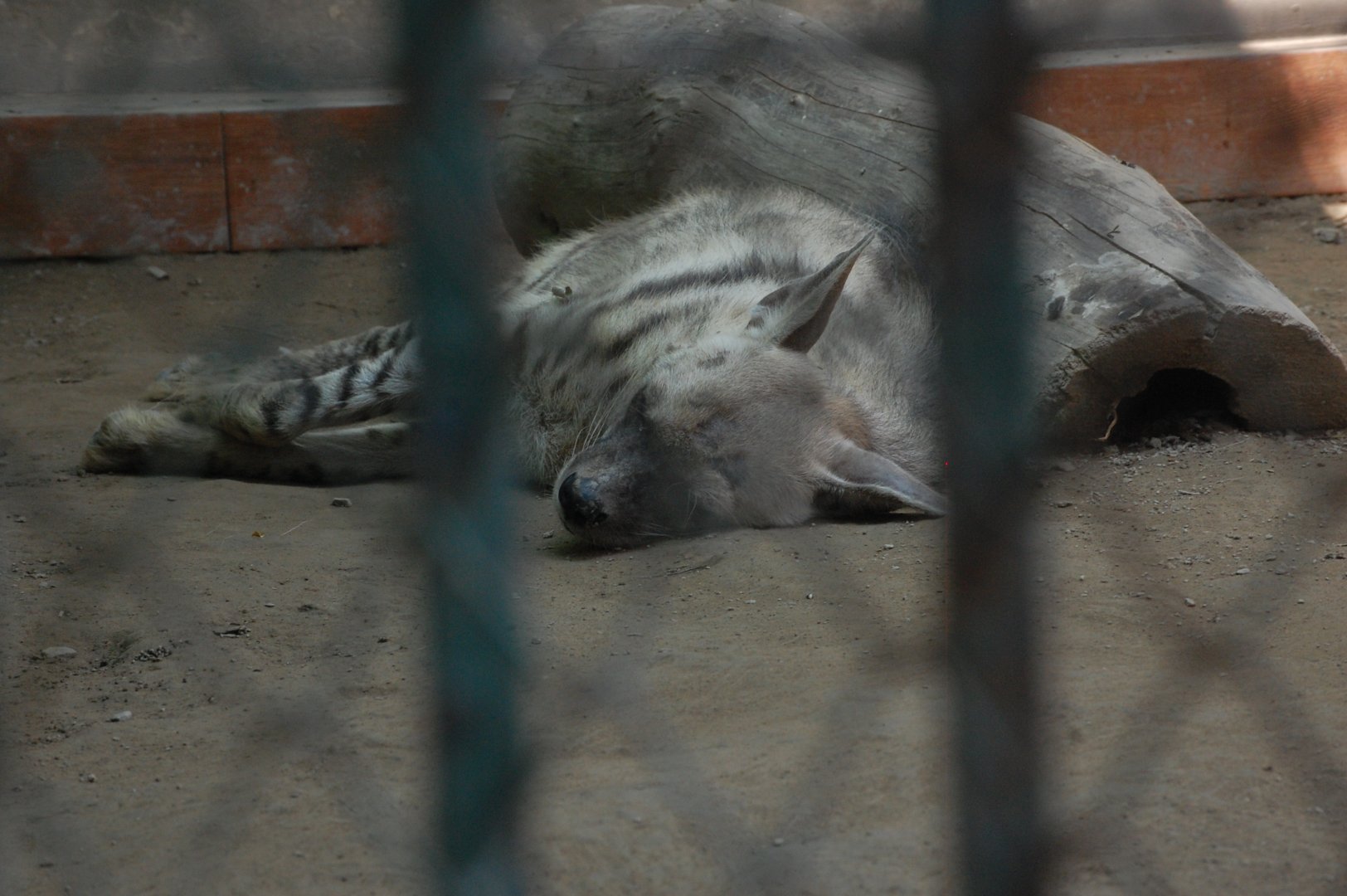 Striped hyeana - Lahore zoo 8/9/2021