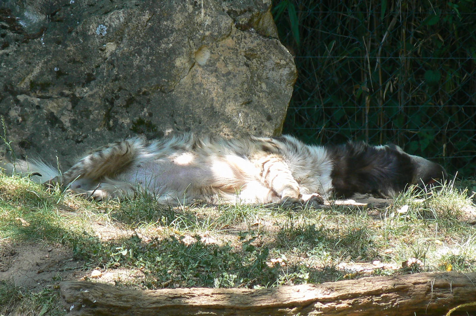 Striped hyeana sleeping