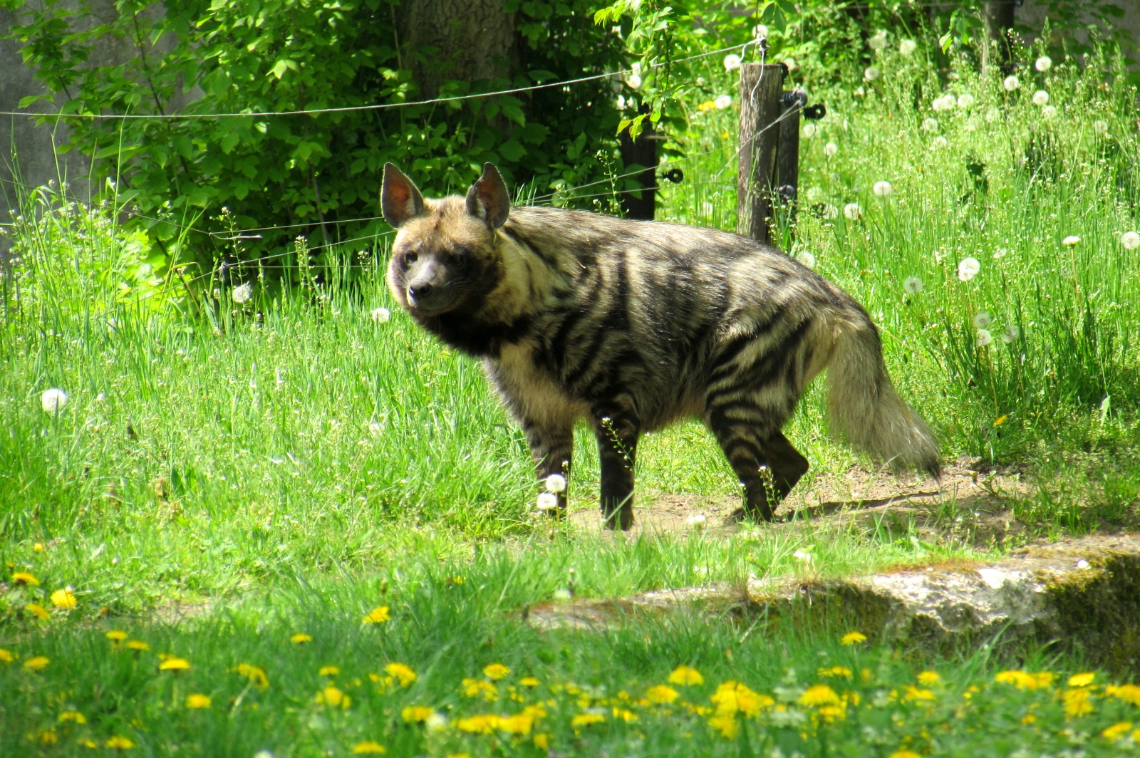 Striped Hyena - 05/2015