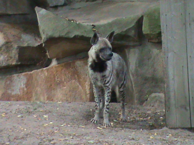 striped hyena 050910