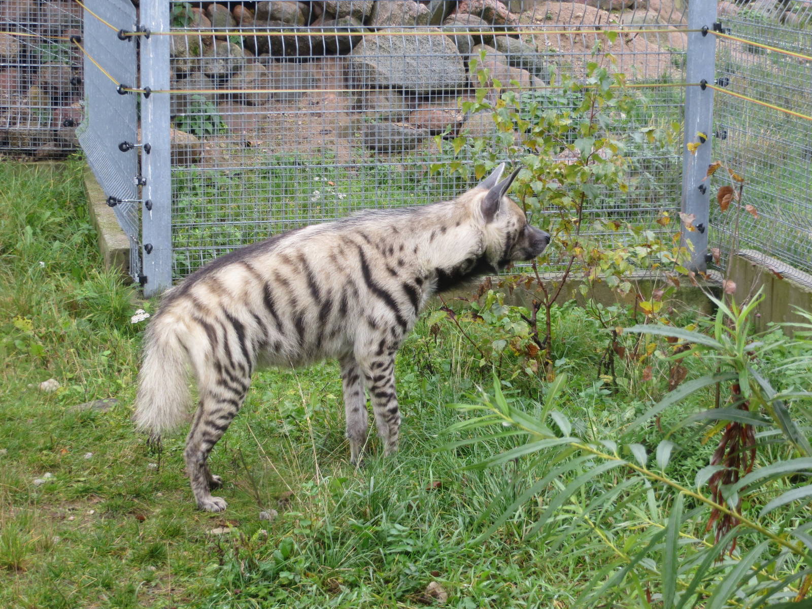 Striped Hyena 101012